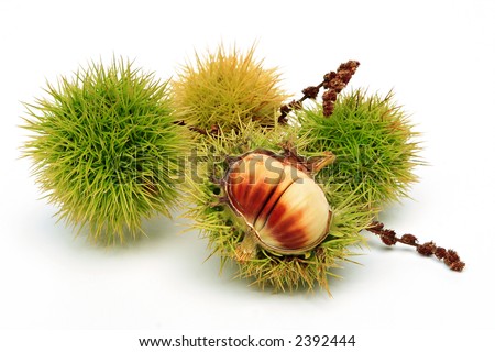 four sweet chestnuts, one of them half opened
