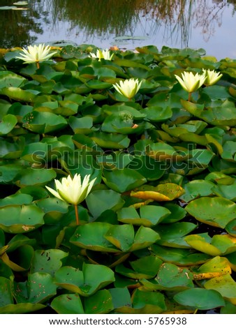 surface of a pond mostly covered with waterlilies in soft evening light