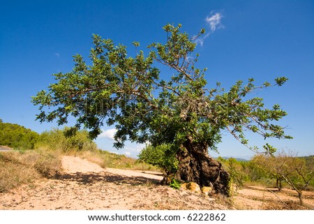 a very old carob tree on a fig tree plantation, Ibiza