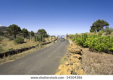 rural road across hill, with wine plants and pine trees,  above cloud level, El Hierro, Canary Islands