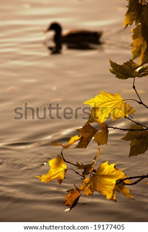 branch with fall leaves above soft water surface, duck swimming by, evening mood