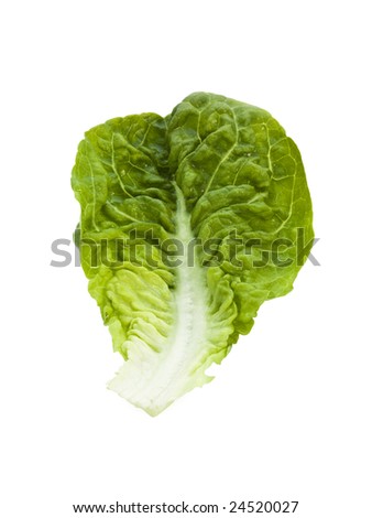 Single Lettuce