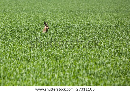 brown hare in a green field