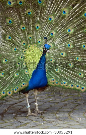 peacock displaying his colorful train