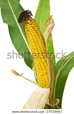 fresh corn on the cob isolated on white