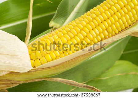 closeup of corn on the cob