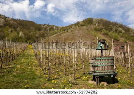 vineyard at Mosel valley, old wine press in foreground
