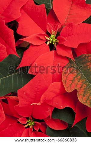 Poinsettia plant from above