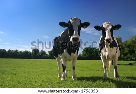 stock photo : cows