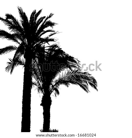 dates tree vector. stock vector : palm tree