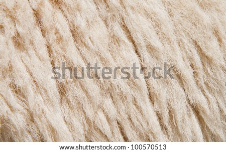 Sheep skin Background,Fleece is thick and soft.