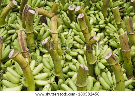 Many raw banana, fruit is abundant in Thailand.