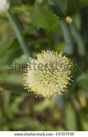 blossoming garlic flower