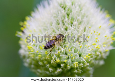 blossoming garlic flower