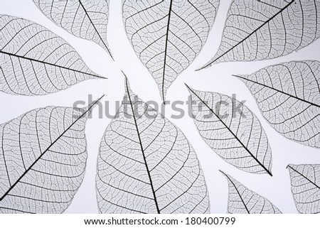 leaf skeletons