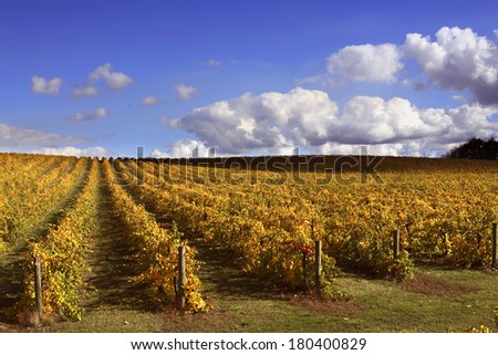 vineyard in fall colors