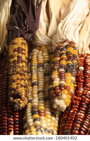 Ears of corn in pile