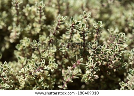 Thyme Herb growing in garden