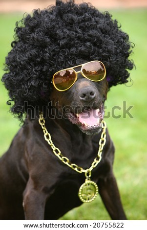 stock-photo-dog-wearing-funny-costume-20755822.jpg