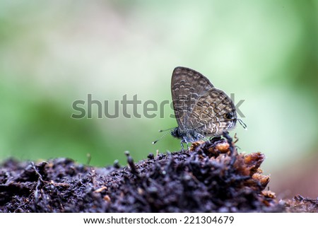 butterfly close-up in the forest in the summer time at saraburi, Thailand