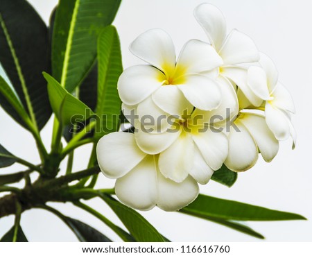 White Plumerias flowers on white background