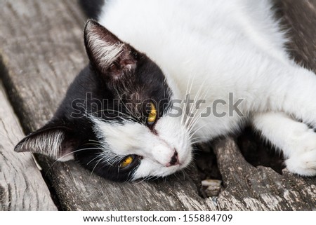 Asian black and white cat with yellow eyes