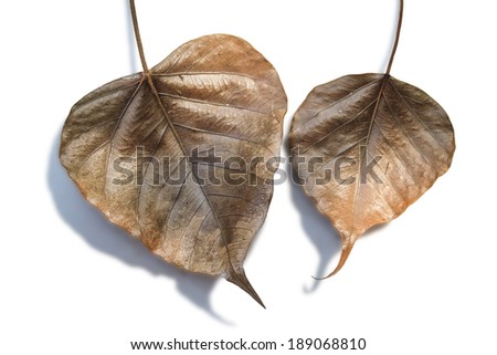 Dry leaves of a Ficus religiosa or Sacred Fig isolated on white background