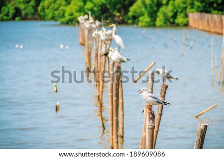 All seagulls birds migrate from northern region of Asia to Thailand. Gulls or seagulls are seabirds of the family Laridae in the sub-order Lari