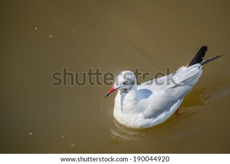 Floating seagulls bird migrates from northern region of Asia to Thailand. Gulls or seagulls are seabirds of the family Laridae in the sub-order Lari
