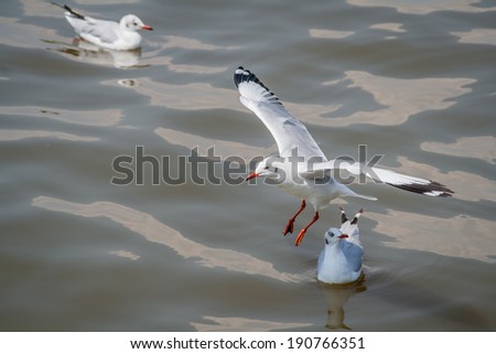All seagulls birds migrate from northern region of Asia to Thailand. Gulls or seagulls are seabirds of the family Laridae in the sub-order Lari