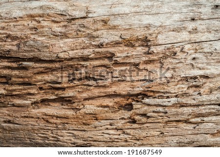 Wood texture background. The old dead wood log that decay in the sun and rain