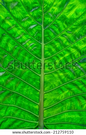Colocasia esculenta leaf is sometimes loosely called elephant ear
