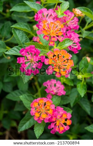 Lantana camara is also known as big sage (Malaysia), wild sage, red sage, white sage (Caribbean) and tickberry (South Africa). It is a species of flowering plant within the verbena family, Verbenaceae