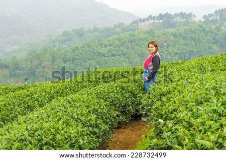 Woman in herb tea plant or Camellia sinensis field on Mae Salong mountain in Chiang Rai, Northern Thailand
