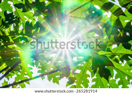 Sunlight and lens flare from the gap between Carica papaya tree leaves
