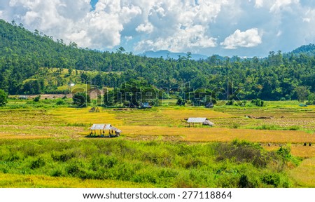 The natural landscape view of paddy field with local people do paddy farming