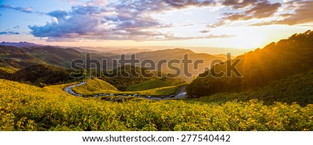 Landscape panorama view of Tithonia diversifolia field on Doi Mae Au Kho mountain range in the evening. The famous natural landmark in Northern Thailand.
