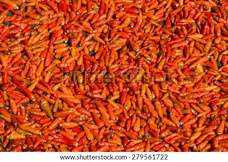 Ripe dried red Thai chili peppers are cultivated for both commercial food processing and the pharmaceutical industry.