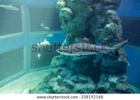 Shark in an aquarium. A tank filled with brine water for keeping live underwater animals.