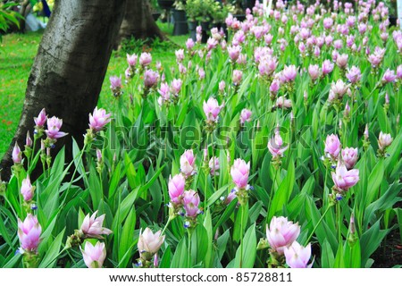 Flowers field of Curcuma Alismatifolia or Siam Tulip or Summer Tulip (Chiang Mai Pink)