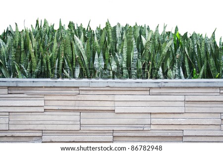 Sansevieria trifasciata plant (commonly called the snake plant) on the modern flowerpot isolated on white background