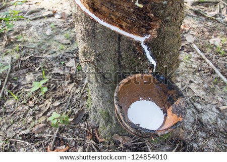 milky latex extracted from rubber tree (Hevea Brasiliensis) as a source of natural rubber