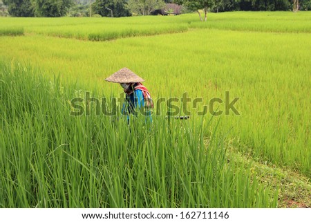 Man working in rice field,Thailand