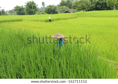Man working in rice field,Thailand
