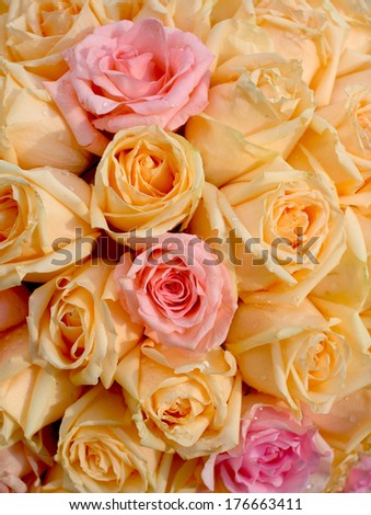 Beautiful yellow and pink roses background