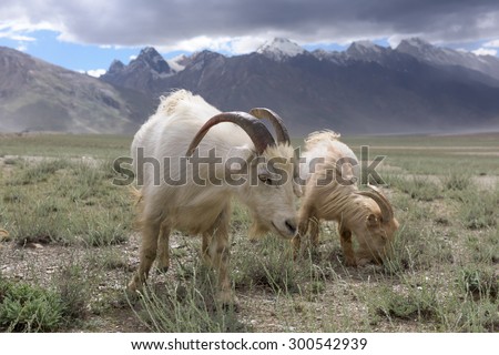 Kashmir goats in beautiful Zanskar landscape with snow peaks background,North India