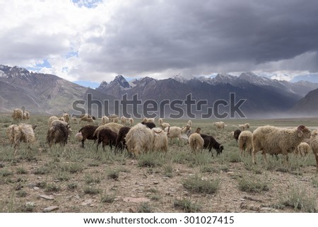 Kashmir goats in beautiful India landscape with snow peaks background
