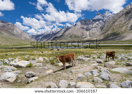 Healthy cows in beautiful India landscape with snow peaks background