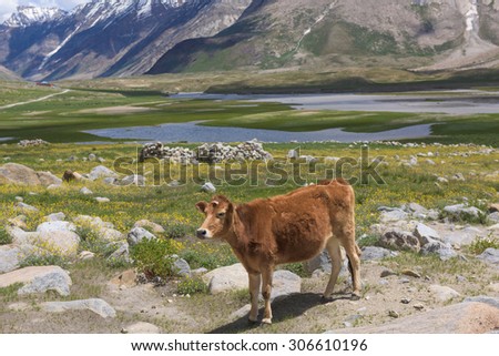 Healthy cow in beautiful India landscape with snow peaks background