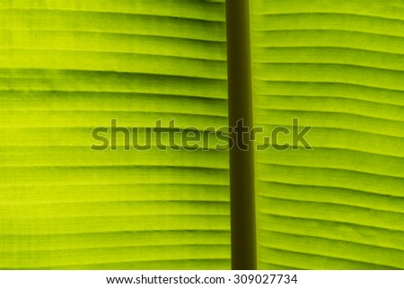 Abstract banana leaf pattern background